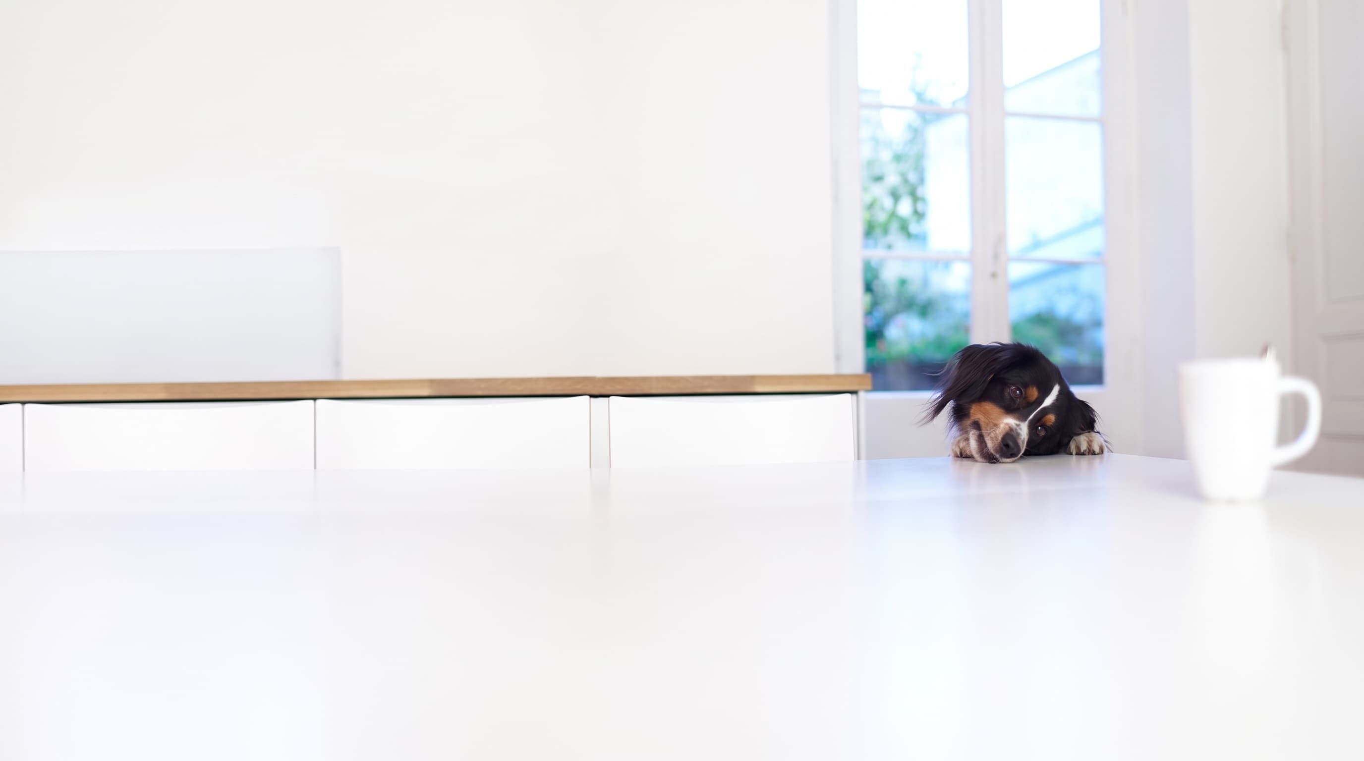 Ein Hund schaut neugierig über die Kante eines weißen Tisches, daneben eine Kaffeetasse